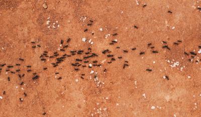 U vodu za brisanje podova dodajte ovaj začin: Mravi će istog trenutka nestati iz vašeg doma