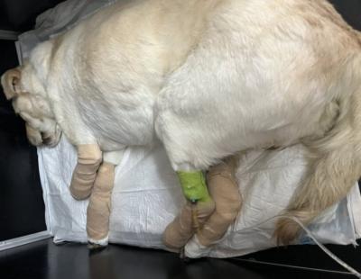 LABRADORKA DORA PREŽIVELA JEZIVO NASILJE! Veterinarka iz Rume zbrinula je zlostavljanog psa, JEDNU NOGU MORALA DA AMPUTIRA (FOTO)