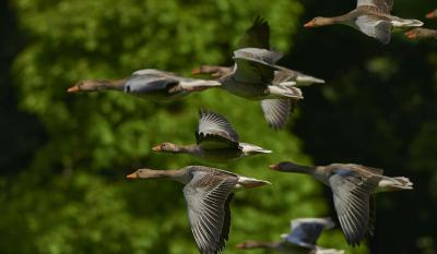 U nedelju obuka i popis ptica vodenih staništa u Apatinu