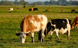 Ostavili pet krava na udaljenom ostrvu, 130 godina kasnije naučnici su se vratili - morali su da ubiju krdo