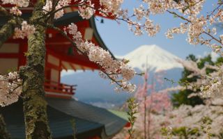 Kako da primeniš hanami, japansku umetnost uživanja u trenutku, koja stišava mentalnu buku