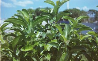 Najlepša živa ograda bez mnogo truda? Rešenje je ova biljka