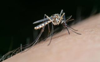 Kako se rešiti komaraca – prirodni trikovi koji su bolji od kupovnih