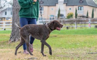Koliko šetnje je dovoljno za psa i zašto je to ključno za njegovo zdravlje