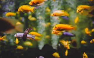 Ribice za akvarijum: Koje vrste da odaberete i kako da brinete o njima?