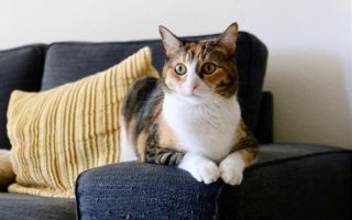 Kako da razumete svoju mačku? Obratite pažnju na ono što rade njene uši