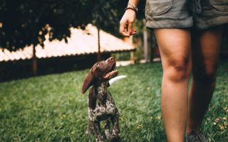 Psi nisu za svakoga - dreser izdvojio tipove ljudi koji ne bi trebalo da ih imaju