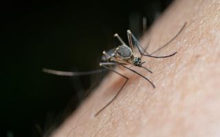 Komarci će nestati iz vašeg doma kada probate ovaj prirodni trik