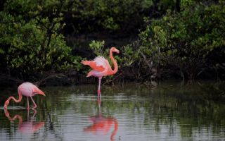 Zašto su flamingosi ružičasti