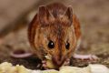 Kako pravilno upotrebiti otrov za miševe i pacove