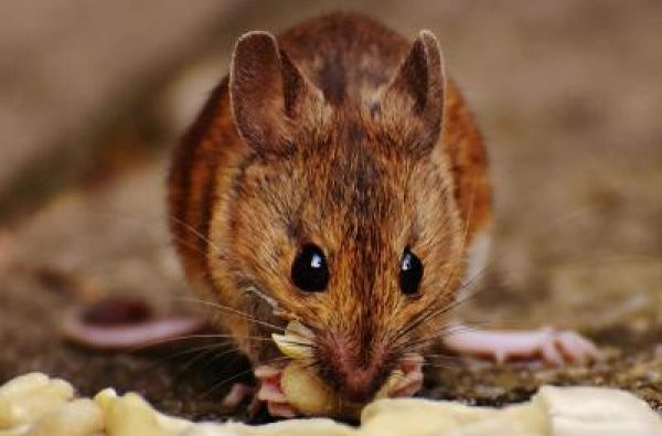 Kako pravilno upotrebiti otrov za miševe i pacove