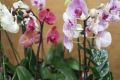 Nemojte praviti stalno istu grešku: Evo kad se orhideja zaliva – najvažnije pravilo