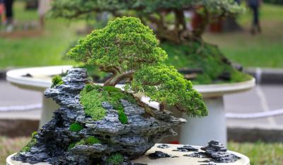 Za sve ljubitelje ove "umetosti: Druga “Bonsai izložba” u Apatinu