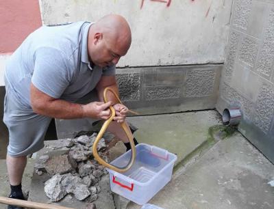 Telefoni nadležnih usijani zbog najezde zmija: Profesionalni hvatač upozorava šta da uradite ako naletite na nju