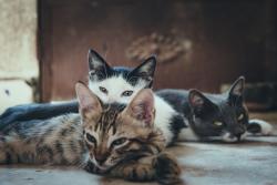 U TRI DANA PRONAĐENO SEDAM OTROVANIH VLASNIČKIH MAČAKA