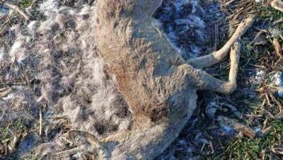 Pronađeni novi primerci otrovane srneće divljači na teritoriji Zapadnobačkog okruka