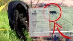 Gosti banje Junaković snimili crnu životinju: Panter ili domaći mačak?