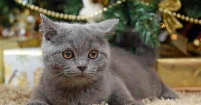 Ruska plava mačka! Graciozna krznena lepotica!