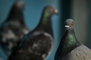 Međunarodni sajam peradarstva u Somboru od 22. januara