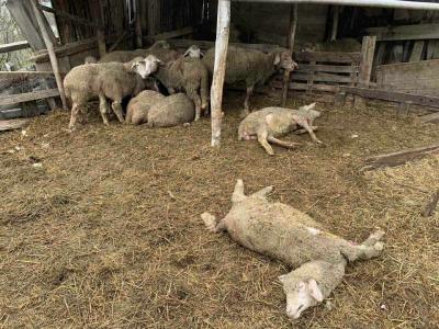 Psi lutalice preklali deset i ranili pet ovaca (FOTO)