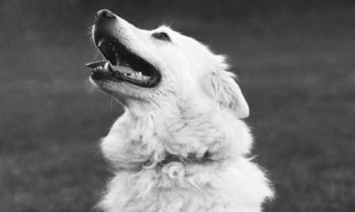 Ovo je Zen, pas koji je uginuo zbog petardi: "Tresao se satima, srce mu je stalo kod veterinara"