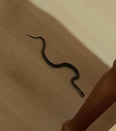 Otkrili leglo zmija u kući: Ne znaju šta da rade i kome da se obrate (FOTO)