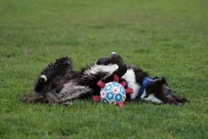 Zašto se psi okreću na leđa?
