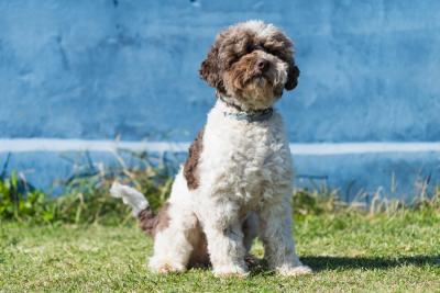 Predstavljamo rasu. Lagoto Romanjolo (engl. Lagotto Romagnolo)