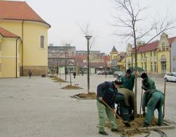 Posađeni bođoši na novoj somborskoj pijaci