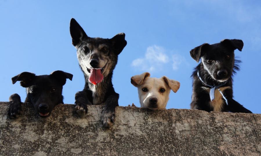 Kažu da su ovo tri najodanije rase pasa. Slažete li se?