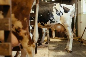 „Višak nastao uvozom“: Farmeri širom Srbije juče prosipali mleko jer im je otkazan prevoz do mlekara