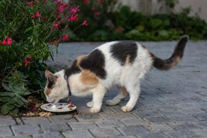 Mački nikada nemojte davati ovih pet namirnica: Mogu izazvati ozbiljne zdravstvene probleme
