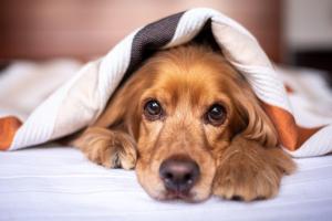 Veterinar otkriva koliko vremena pas treba da provodi sam i zašto je to važno