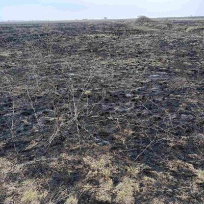 U POŽARU UNIŠTENO 30 HEKTARA REZERVATA KOD SOMBORA Oštećena staništa strogo zaštićenih vrsta biljaka i životinja (FOTO)
