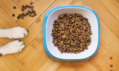 Hranjenje štenca – saveti stručnjaka za pravilnu ishranu