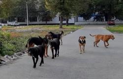 ČITAOCI APELUJU: SKLONITE ČOPORE PASA LUTALICA IZ GRADA