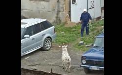 APATINSKI CRNI PANTER OTIŠAO U ISTORIJU: "Hapšenje" jarca u Vranju hit na društvenim mrežama (VIDEO)