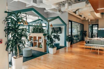 Privucite BOGATSTVO: Fikus treba da stoji samo na ovom mestu