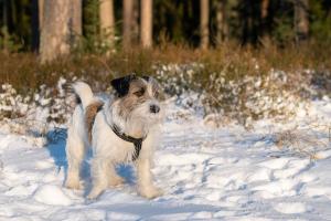 Kako da znate da li je psu hladno - obratite pažnju na ključne znakove