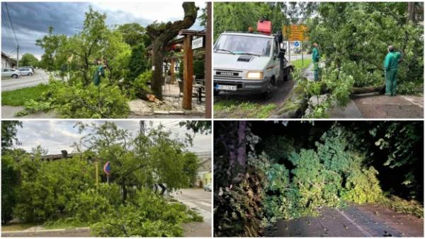 OLUJNO NEVREME NAPRAVILO HAOS U SOMBORU Ekipe „Zelenila“ uklanjaju oborena stabla i grane na više lokacija u gradu