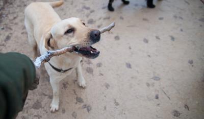 Na desetine pasa i mačaka otrovano: Policija i tužilaštvo ne reaguju na slučajeve zlostavljanja životinja