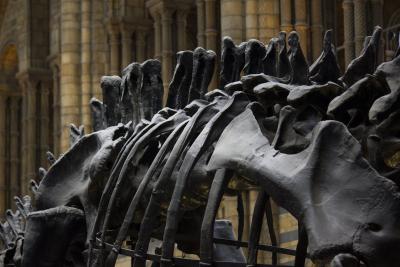 Novo saznanje o izumiranju dinosaurusa: Naučnici veruju da je još jedan asteroid izazvao kataklizmu