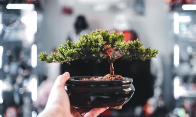 Izložba bonsai stabala i egzotičnih paukova 22. aprila u Apatinu