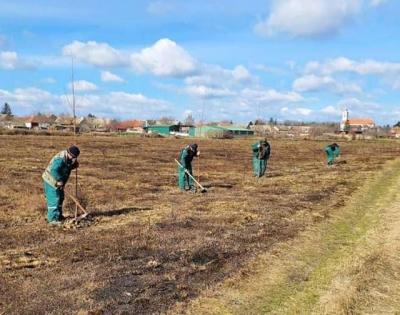 Obnova vetrozaštitnih pojaseva u okolini Sombora