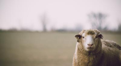 Od rođenja ovce Doli klonirano više od 20 vrsta: A šta je sa kloniranjem ljudi?