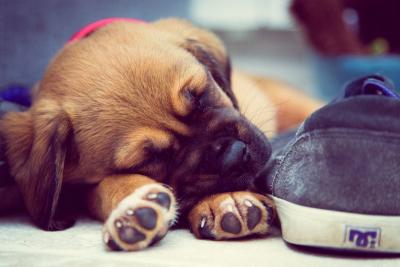 Kako naučiti štene da hoda na povocu: Poslušajte ove savete