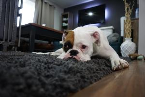 Zdrava nagrada od tri sastojka: Recept za domaće keksiće za ljubimce koji je oduševio vlasnike pasa