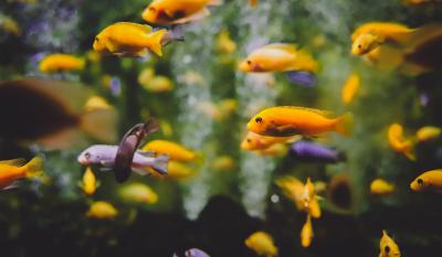 Ribice za akvarijum: Koje vrste da odaberete i kako da brinete o njima?
