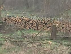 Lovci odžačke opštine apeluju: Sprečimo dalju seču šuma u Bačkom Brestovcu