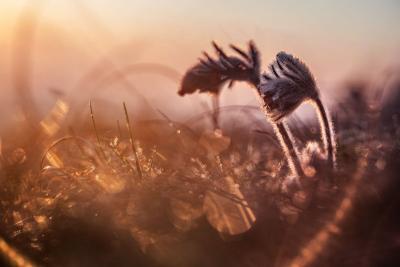 Snovi se potpuno menjaju pred smrt: Naučno istraživanje otkrilo šta su ljudi sanjali na izmaku života - jedna stvar se ponavlja